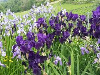 20150530 121414  But these are!