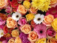 IMG 1383  Beautiful flowers