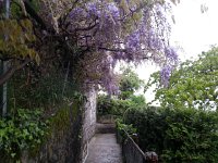20150504 082003  with the wisteria blooming over the steps