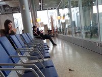 20150504 101601  Resident sparrows in Cointrin