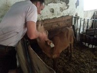 20150506 133831  groving on the attention of the farmer