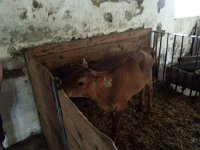 20150506 133833  A very young replacement cow...