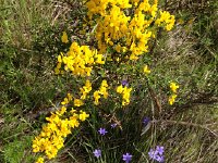 IMG 1267  Flowers at the first pass
