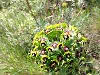 IMG 1269  Strange flowers