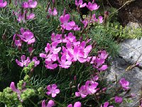 IMG 1271  Pink flowers