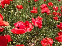 IMG 1274  Poppies