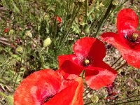 IMG 1277  Capsules in the making