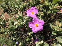 IMG 1299  Should know the name...