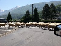 20150512 123834  Waiting for the sheep to pass