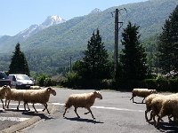 20150512 123853  Herder is in the white vehicle