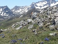 20150512 133051  Flowers