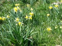 20150512 133309  Wild daffodils!