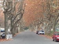 20151113 164814  Sycamores on the flood plain