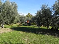 DSCN5122  to visit the olives groves of Aurélie and Joachim Queyras