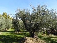 DSCN5125  Olive tree II - some trees were quite old