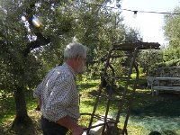 DSCN5129  Jean-François with peigne d&#39;olive and mobile ladders