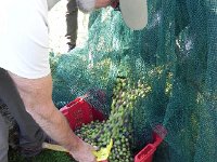 DSCN5143  The harvest from one tree