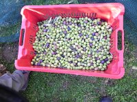 DSCN5145  fills a plastic bin