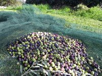 DSCN5154  Piles of olives