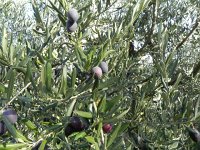 DSCN5183  The target of our work