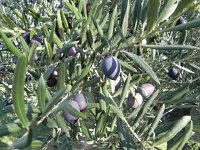 DSCN5184  Several different varieties and ..