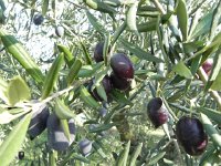 DSCN5185  different levels of maturity in the groves