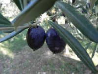 DSCN5187  Gonadal splendor