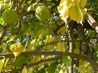 DSCN5216  An Osage Orange