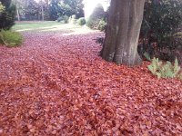 20151104 113546  A mattress of beech leaves in Bern