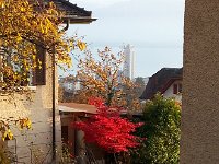 20151105 163105  5 Nov - brilliant tree seen coming back from the garden