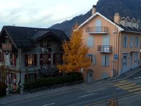 20151105 171301  Glowing gingko in Glion