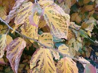 20151119 081451  19 Nov - still warm but not for long, decorative beech