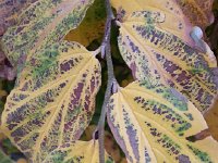 20151119 081514  Almost like coleus!