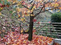 20151106 074035  6 November - the sweetgum at the entrance to the apartment...