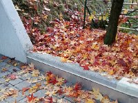 20151106 074047  is like a printing press of red and gold.