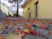 DSCN5038  7 Nov  leaf studies