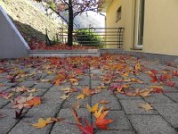 DSCN5039  They fall blade down...