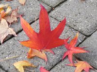 DSCN5043  Randomly posed