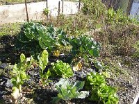 DSCN5046  a warm fall leaves us with lettuce and brussel sprouts