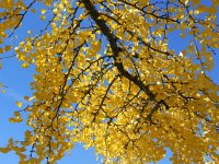 DSCN5047  Gingko a the entrance to Chernex