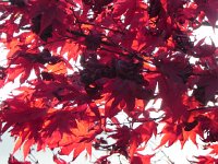 DSCN5057  Leaves aInd light I