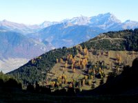 DSCN5074  Larches and les Diablerets