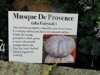 DSCN5614  I grew these in the garden!