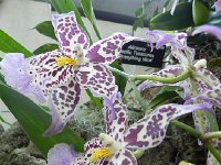 DSCN5616  but not these - orchids!