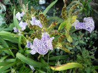 DSCN5623  but Ikea doesn&#39;t have these