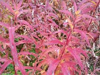 20150916 095034  Fall colors