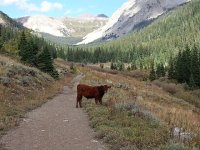 20150916 152746  Western US cow