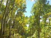 20150917 122046  and through shining aspen forests
