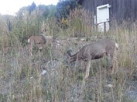 20150919 171727  Local unconcerned herbivors