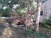 20150925 083034  25 September I woke to find this downed tree in the side yard